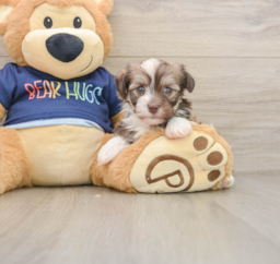 5 week old Havanese Puppy For Sale - Lone Star Pups