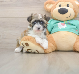 6 week old Havanese Puppy For Sale - Lone Star Pups