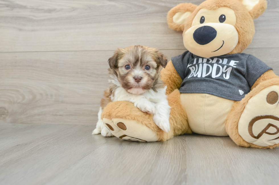 6 week old Havanese Puppy For Sale - Lone Star Pups