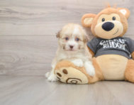5 week old Havanese Puppy For Sale - Lone Star Pups