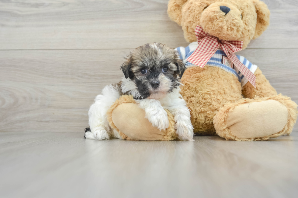 7 week old Havanese Puppy For Sale - Lone Star Pups