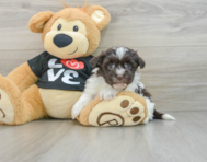 8 week old Havanese Puppy For Sale - Lone Star Pups