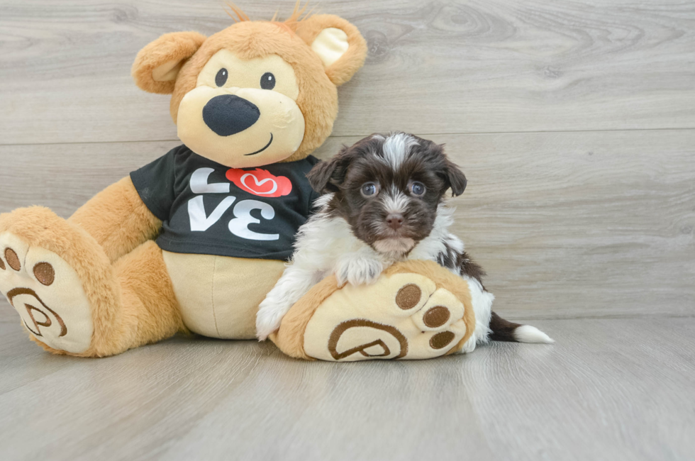 5 week old Havanese Puppy For Sale - Lone Star Pups