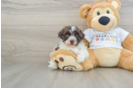 Havanese Puppy for Adoption