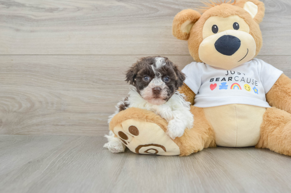 6 week old Havanese Puppy For Sale - Lone Star Pups