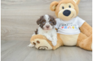 Havanese Puppy for Adoption