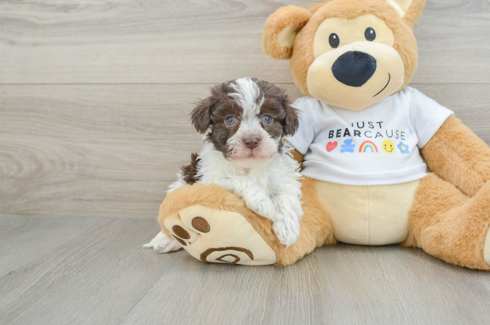 6 week old Havanese Puppy For Sale - Lone Star Pups