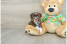 Petite Havaneser Purebred Puppy