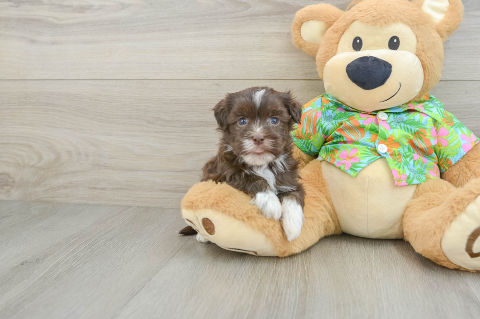Petite Havaneser Purebred Puppy