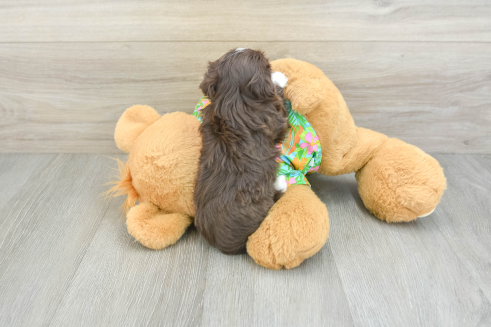 Friendly Havanese Purebred Pup