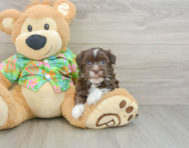 5 week old Havanese Puppy For Sale - Lone Star Pups