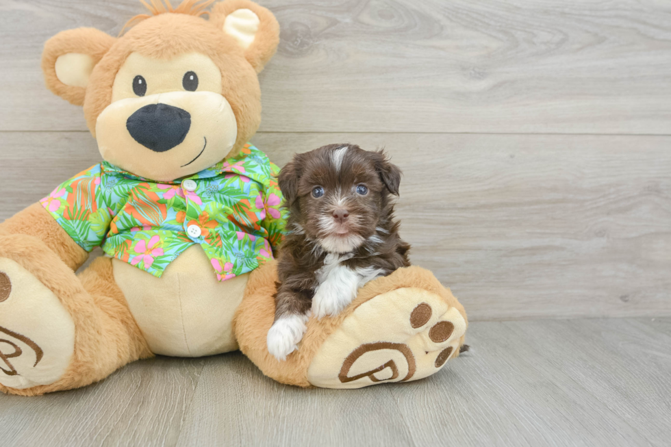 Havanese Puppy for Adoption