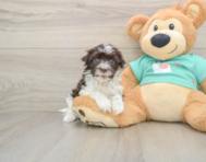 5 week old Havanese Puppy For Sale - Lone Star Pups