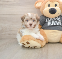 6 week old Havanese Puppy For Sale - Lone Star Pups