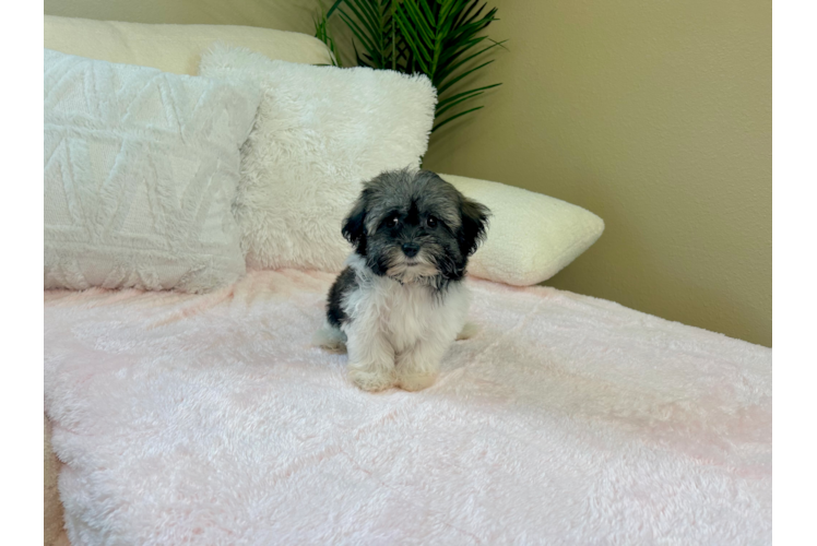 Havanese Puppy for Adoption