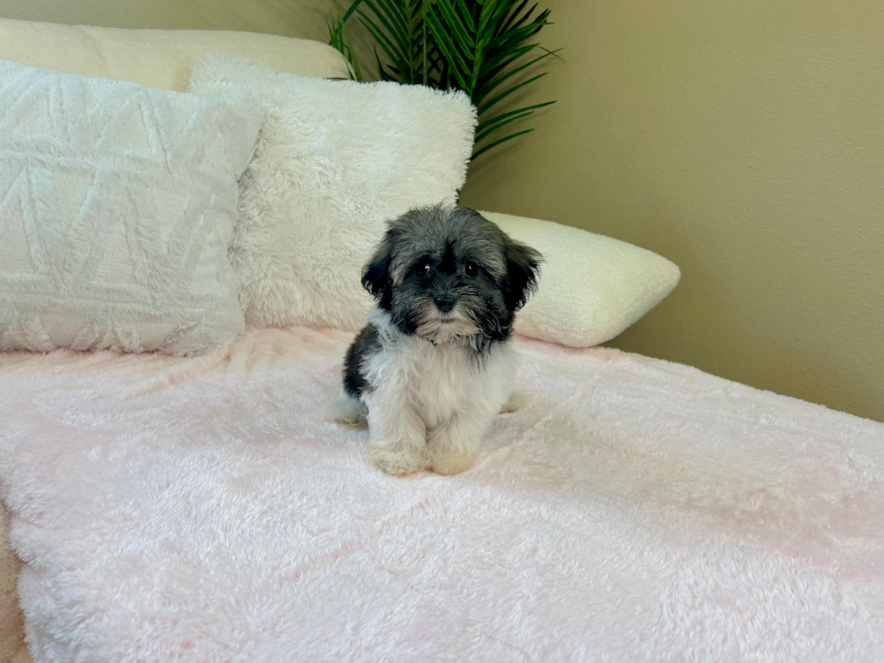 Havanese Puppy for Adoption