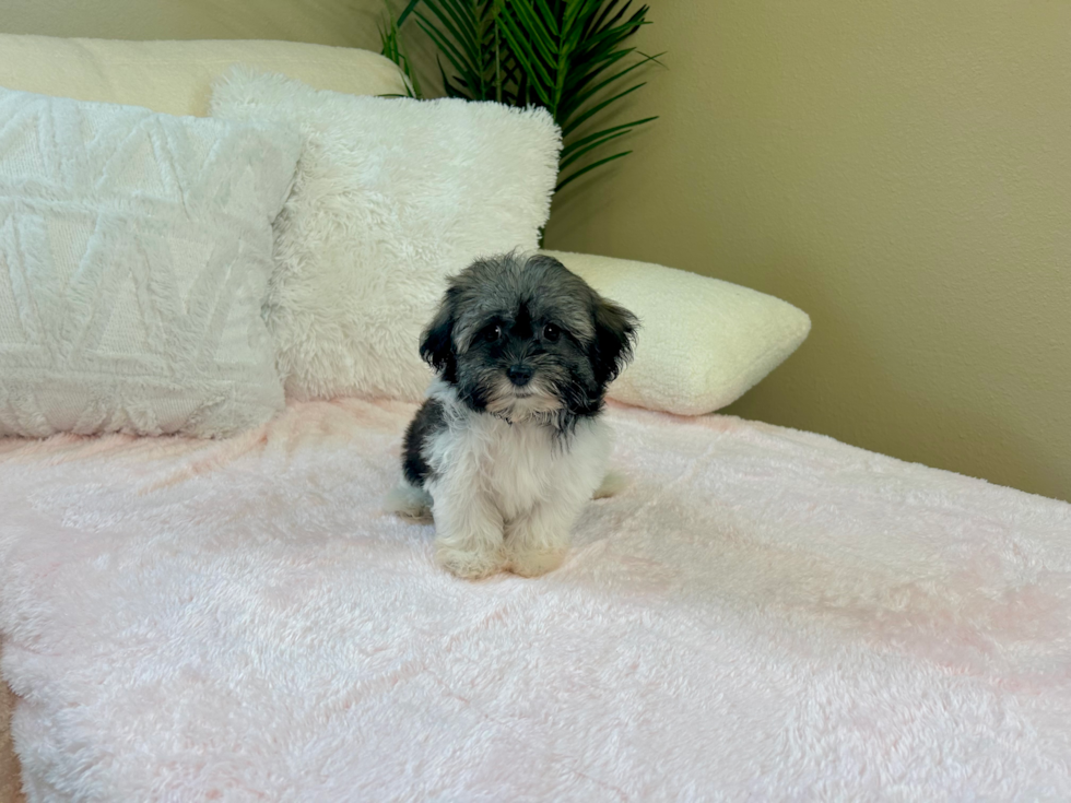 Best Havanese Baby