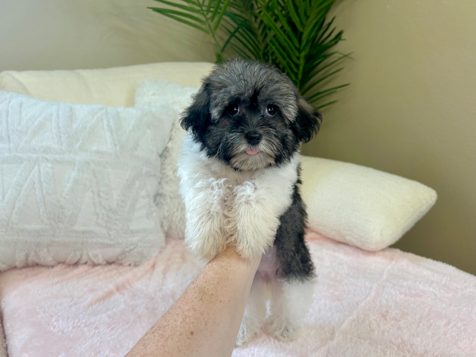 Cute Havanese Purebred Pup