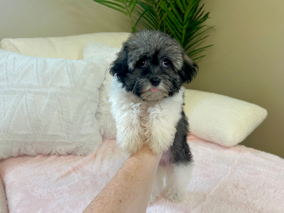 Cute Havanese Purebred Pup