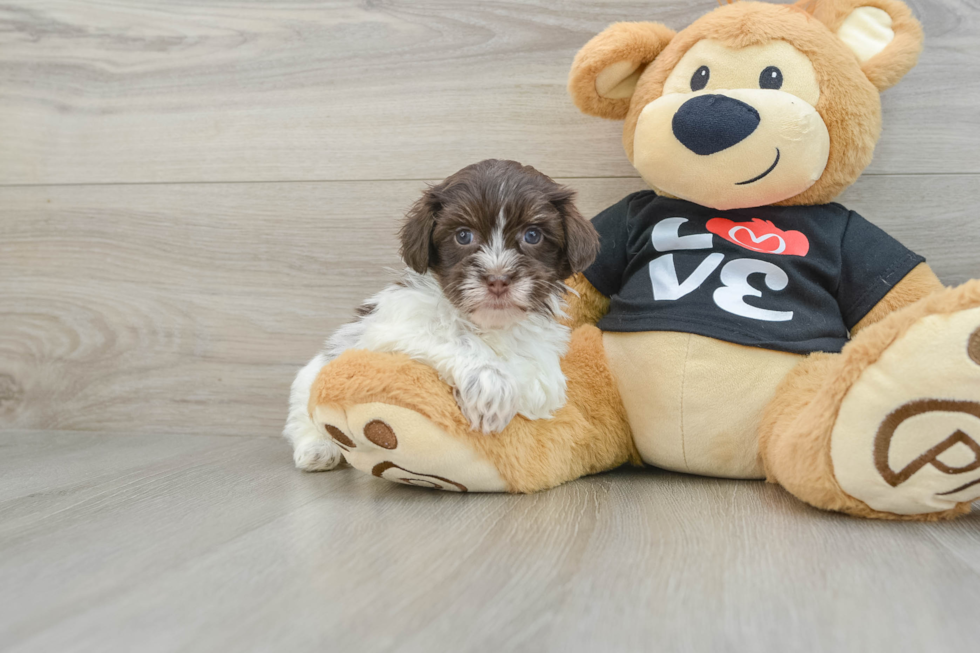 Small Havanese Baby