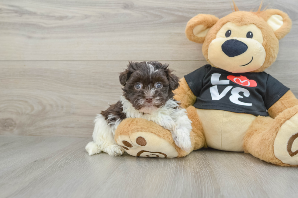 5 week old Havanese Puppy For Sale - Lone Star Pups