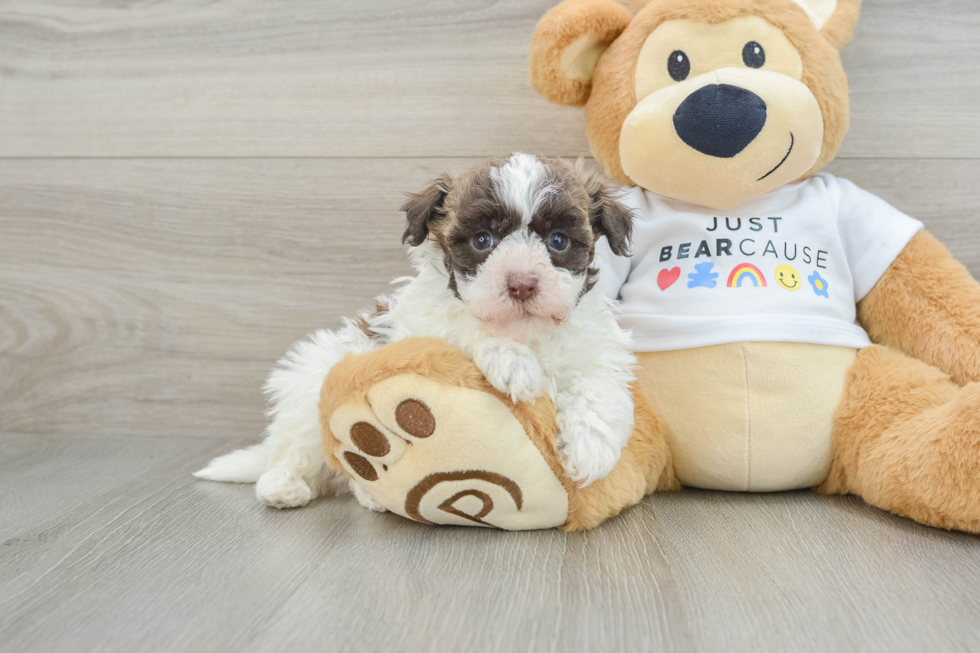 Small Havanese Baby