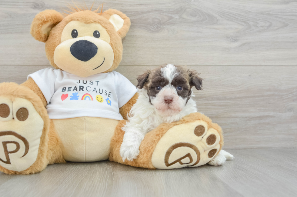 6 week old Havanese Puppy For Sale - Lone Star Pups