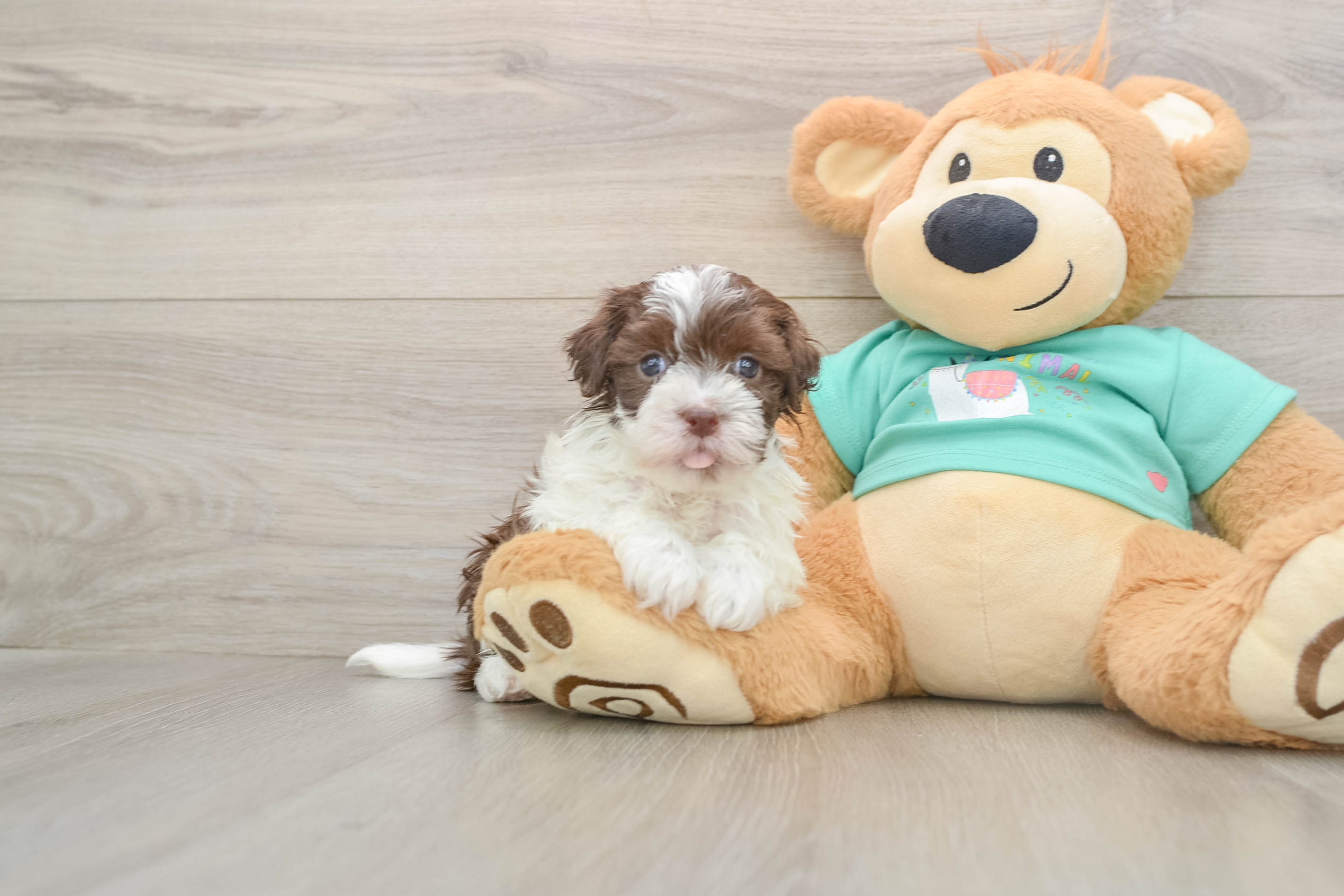 Funny Havanese Purebred Pup