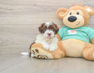6 week old Havanese Puppy For Sale - Lone Star Pups