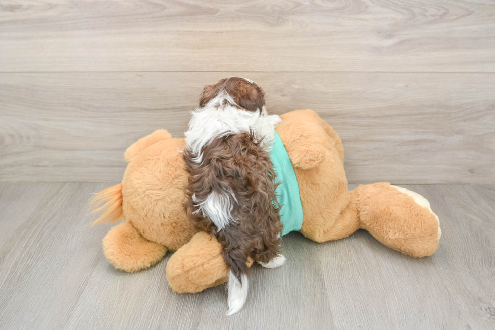Friendly Havanese Baby