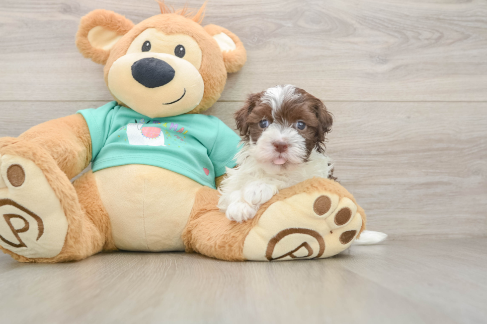 Havanese Puppy for Adoption