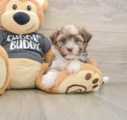 6 week old Havanese Puppy For Sale - Lone Star Pups