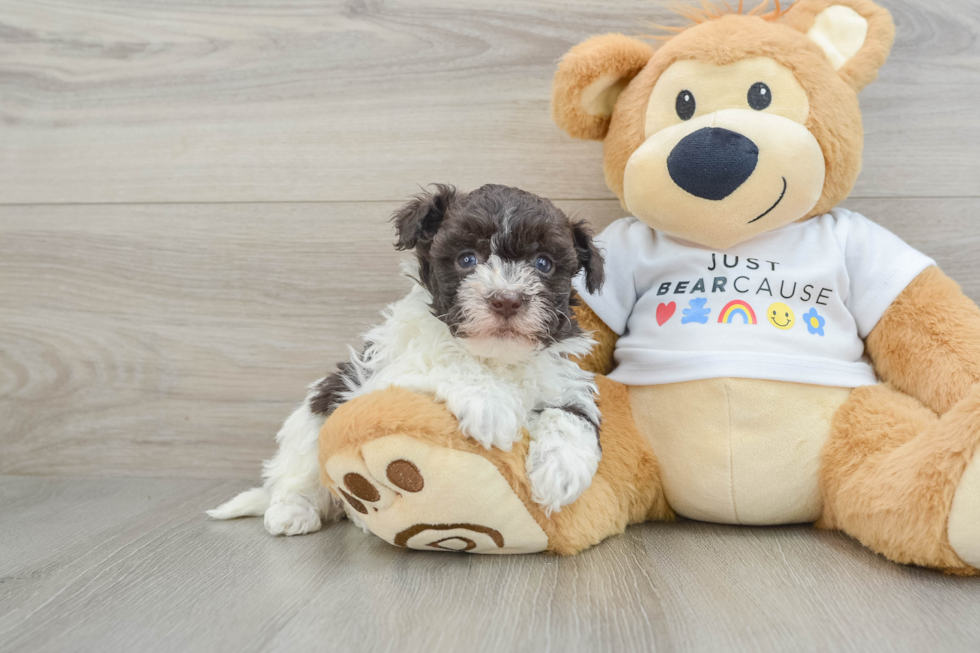 Havanese Puppy for Adoption