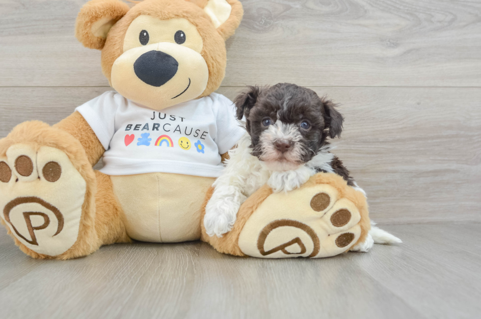 6 week old Havanese Puppy For Sale - Lone Star Pups