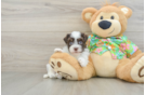 Playful Havanese Purebred Pup