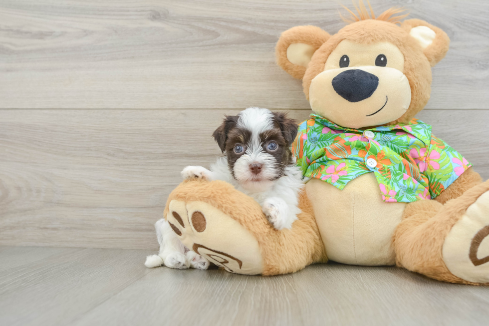 Playful Havanese Purebred Pup