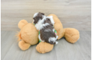 Havanese Pup Being Cute