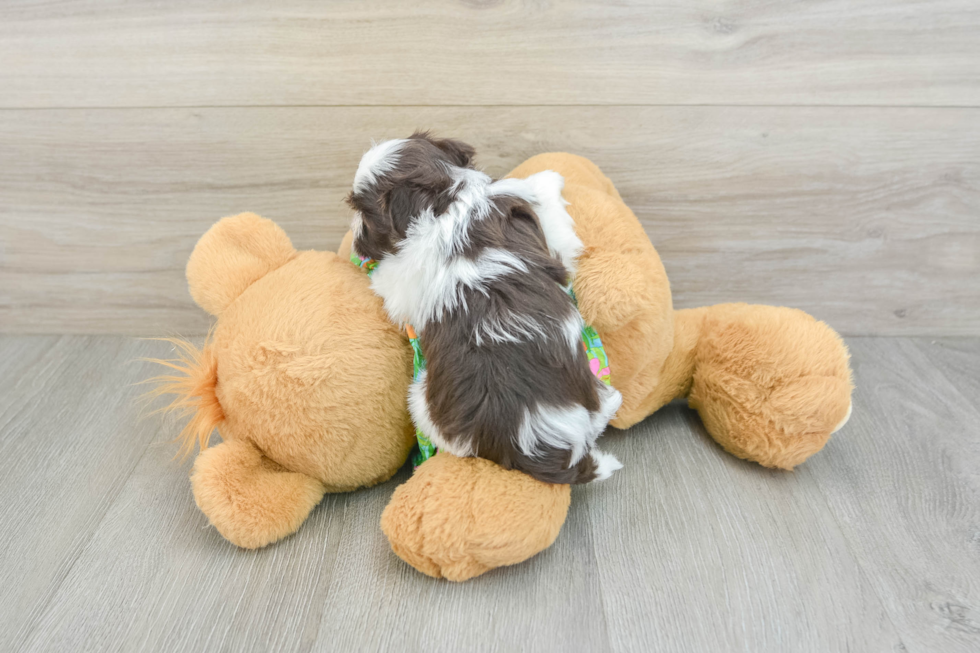 Havanese Pup Being Cute