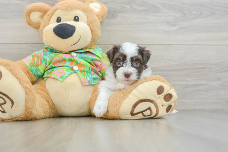 Friendly Havanese Purebred Pup