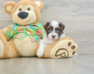 6 week old Havanese Puppy For Sale - Lone Star Pups