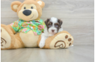 Friendly Havanese Purebred Pup