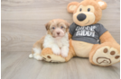Friendly Havanese Purebred Pup