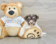 9 week old Havanese Puppy For Sale - Lone Star Pups