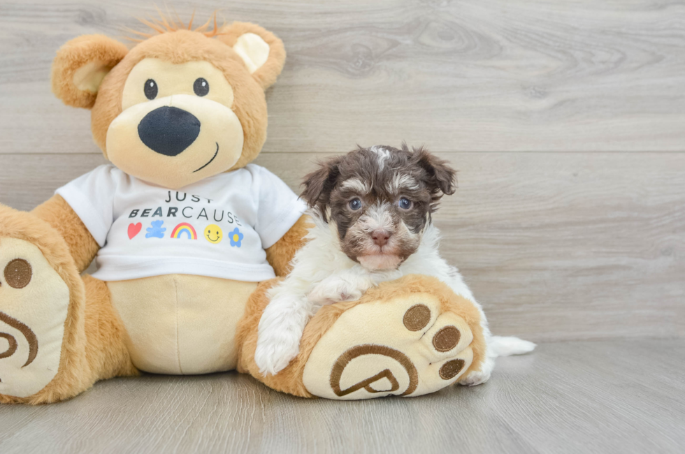 9 week old Havanese Puppy For Sale - Lone Star Pups