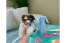 Havanese Pup Being Cute