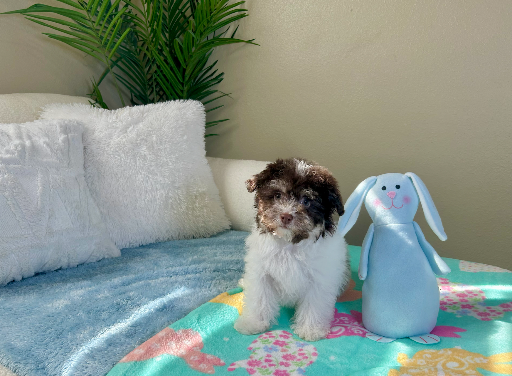 Cute Havanese Purebred Pup