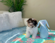 11 week old Havanese Puppy For Sale - Lone Star Pups
