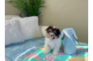 Cute Havanese Purebred Pup