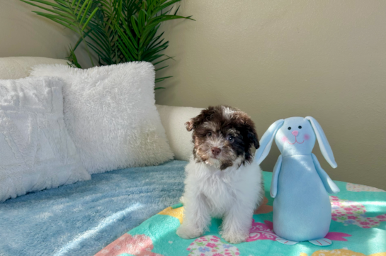 Cute Havanese Purebred Pup