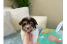 Best Havanese Baby
